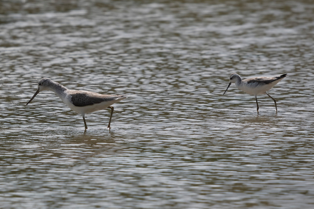 写真｜「アオアシシギ」