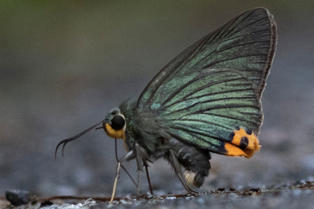 アオバセセリの写真3｜オレンジ色の部分には黒い点があります。