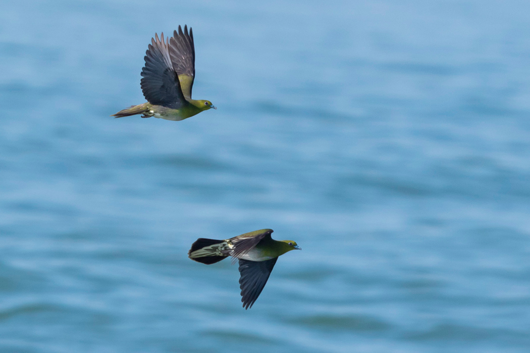 Picture of Japanese Green Pigeon1｜It flew in from the mountains.