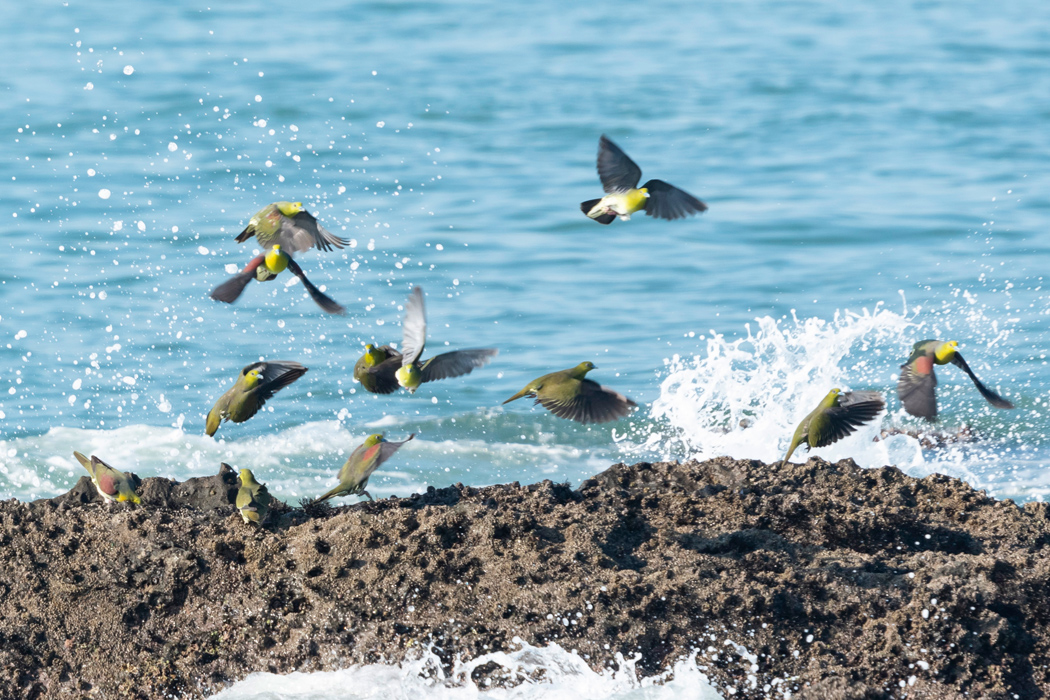 写真｜「アオバト」
