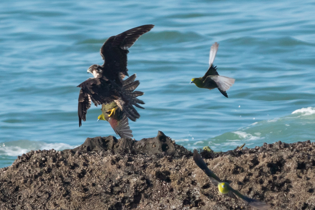 写真｜「アオバト」