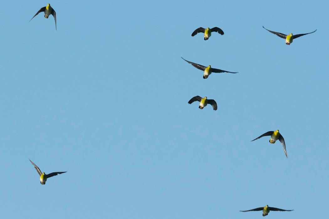 Picture of Japanese Green Pigeon4｜In the morning, dozens of them fly.