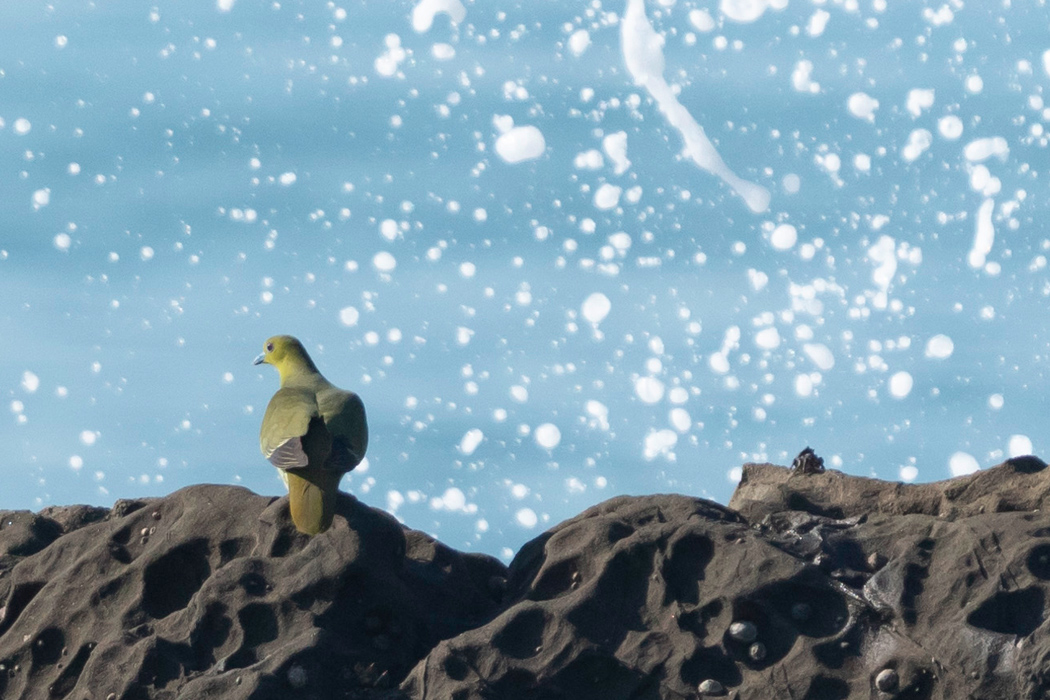 Picture of Japanese Green Pigeon5｜Don't worry about getting wet.