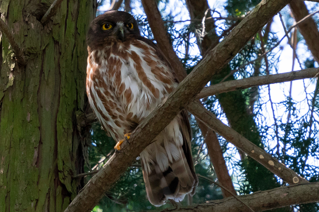 アオバズクの写真1｜杉の木の枝にとまっていました。