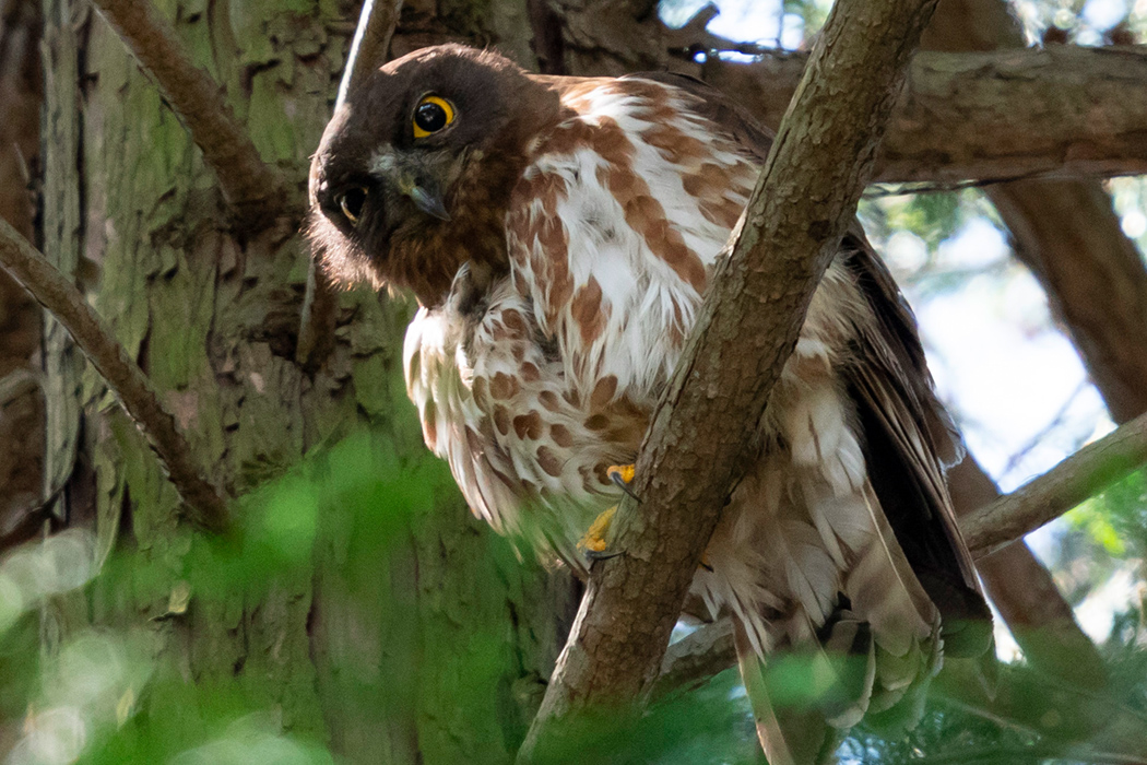 アオバズクの写真3｜黄色くて大きな目には表情があります。
