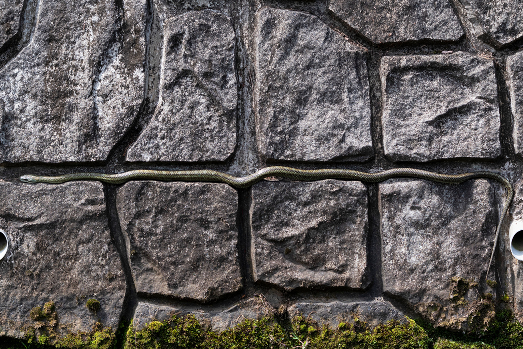 アオダイショウの写真2｜全長150cmほどもありました。