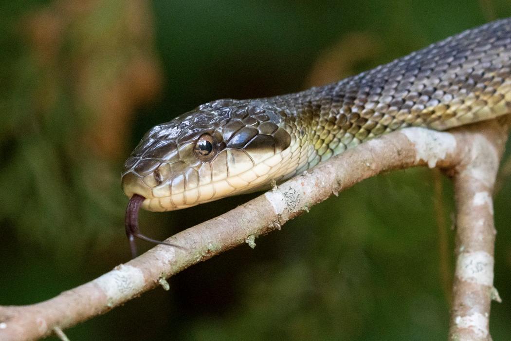 アオダイショウの写真5｜舌は肉色から紫色をしています。