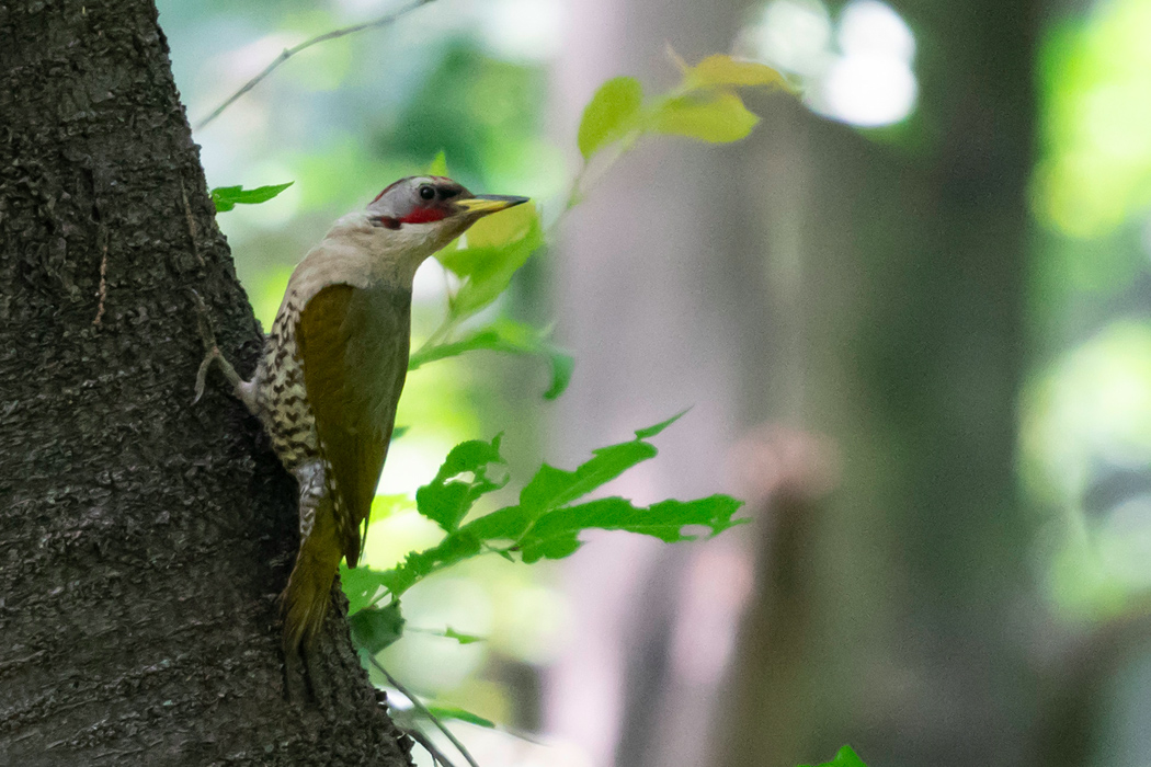 アオゲラの写真2｜桜の木にとまっていました。