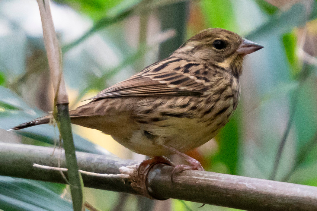 写真｜「アオジ」