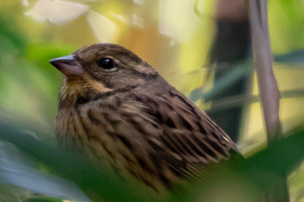 写真｜「アオジ」