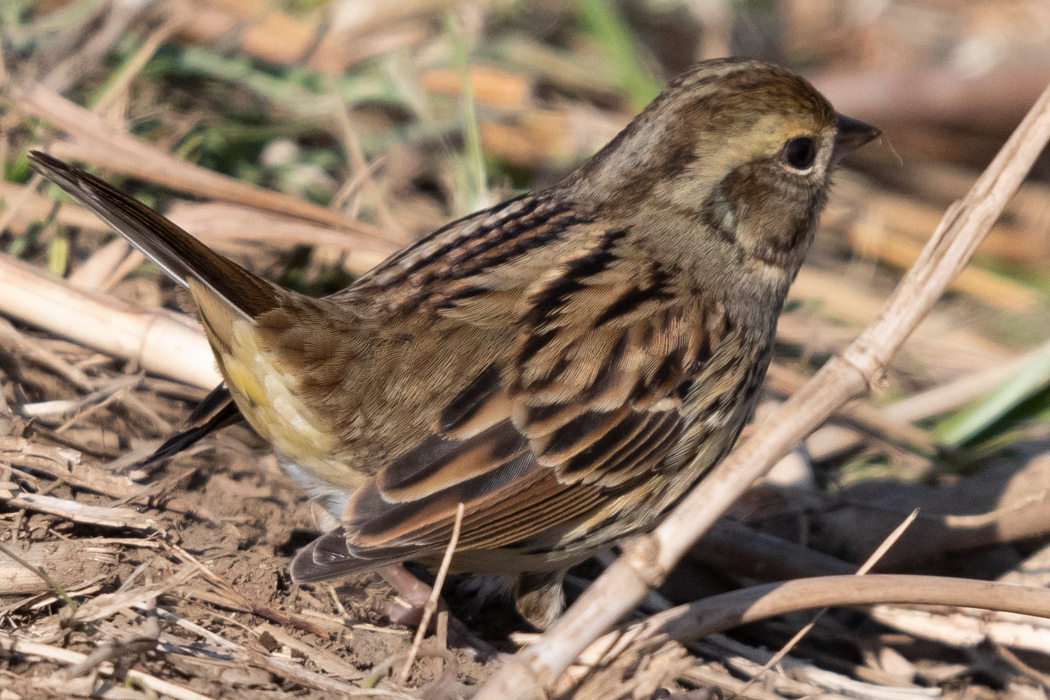 アオジの写真8｜メスの背中です。
