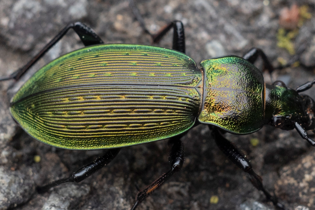 アオオサムシの写真2｜体は紡錘形をしています。