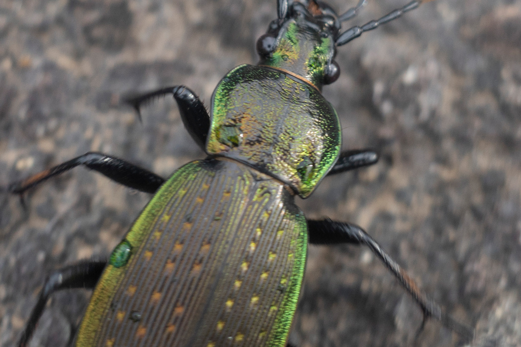 写真｜「アオオサムシ」