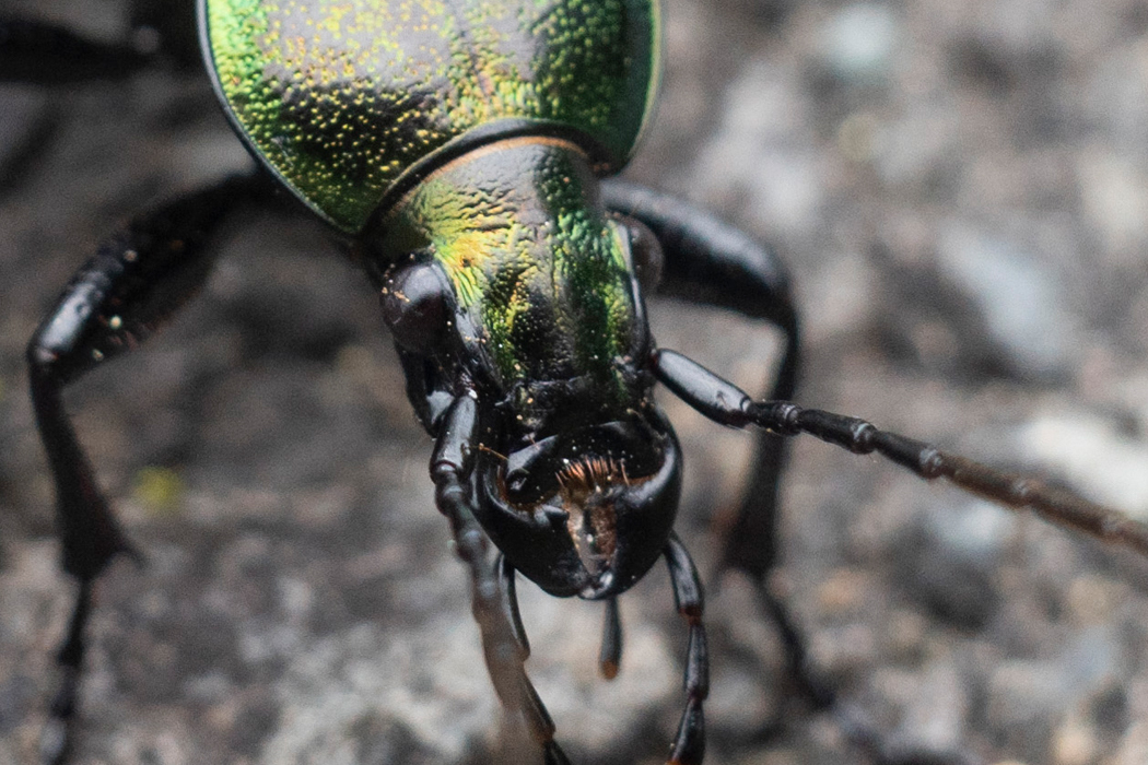 アオオサムシの写真4｜顎はがっしりしています。