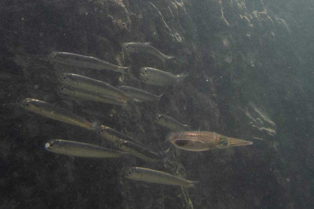 Picture of Bigfin Reef Squid2｜Swimming with sardines.