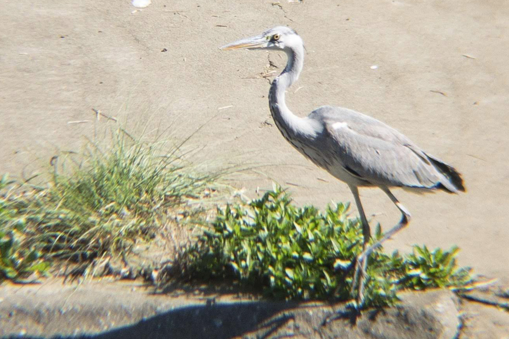 アオサギの写真1｜全体的に灰色の若鳥です。