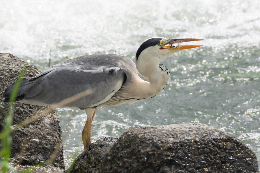 アオサギの写真7｜食事中です。