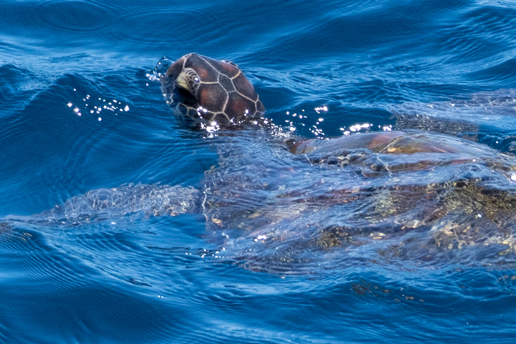 Picture of Green Sea turtle3｜There are two patterns between the eyes.