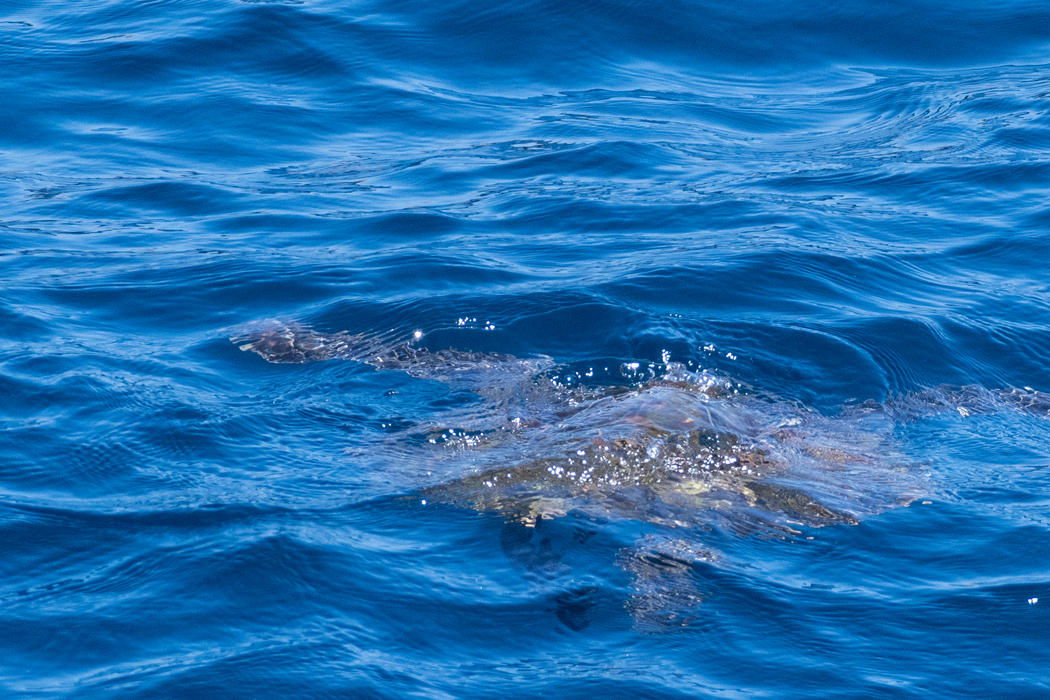 Picture of Green Sea turtle4｜We dived again.