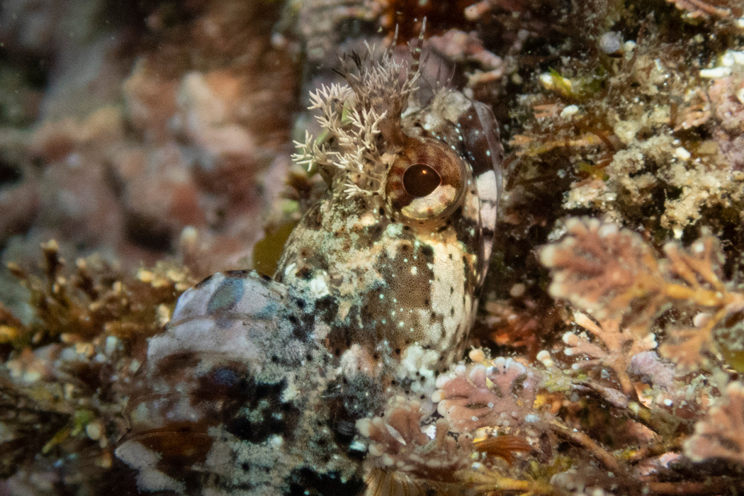 写真｜「アライソコケギンポ」