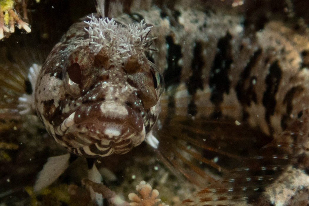 写真｜「アライソコケギンポ」