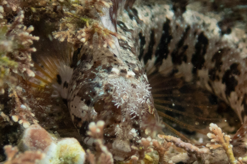 写真｜「アライソコケギンポ」