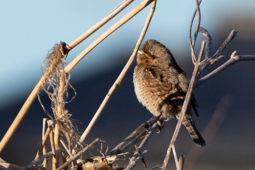 Picture of Eurasian wrynecki1｜Its color is very similar to that of dead trees and the ground.