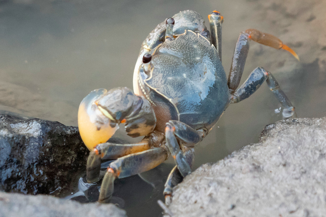 写真｜「アシハラガニ」