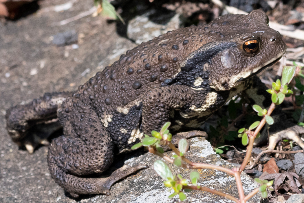 Picture of Japanese common Toad1｜The dorsum is dark brown and has a large eardrum.