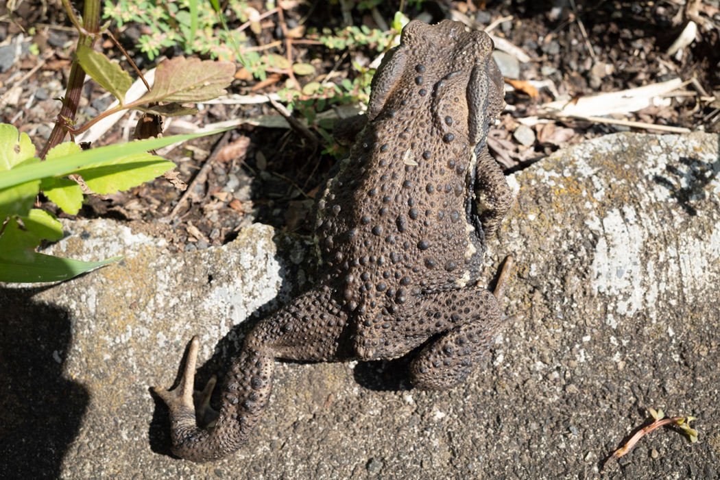 Picture of Japanese common Toad2｜It has warts all over its body.
