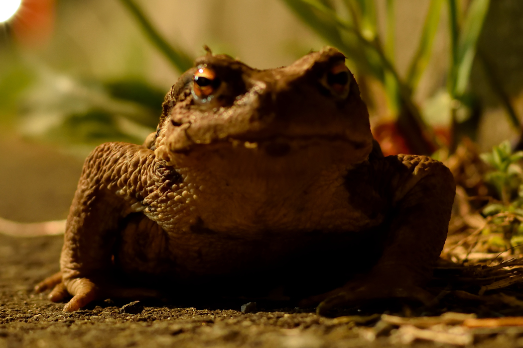 Picture of Japanese common Toad3｜I found it by chance on the street at night.