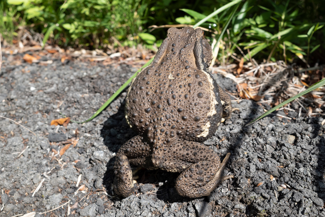 写真｜「アズマヒキガエル」