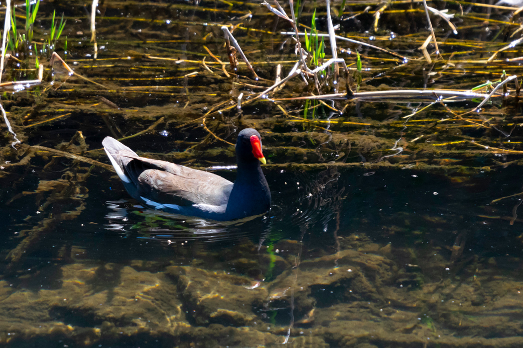 バンの写真2｜水草が生えているあたりを泳いでいます。