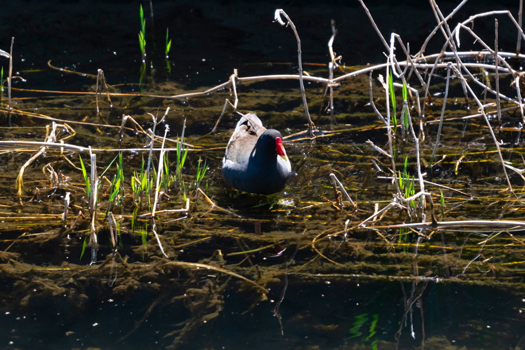 バンの写真3｜餌を探しているようです。