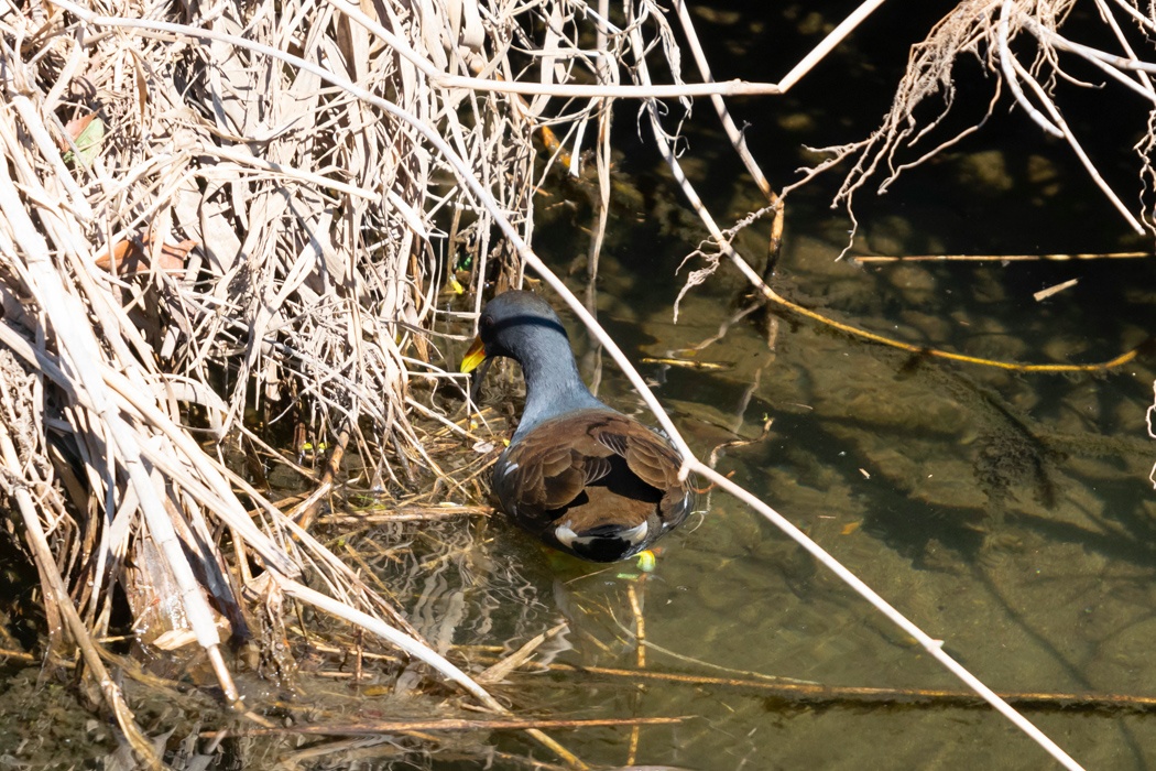 バンの写真4｜警戒すると草陰に隠れていきます。