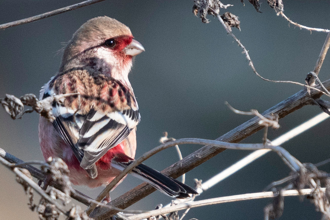 ベニマシコの写真1｜全身が紅色のオスです。