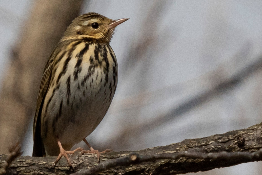 ビンズイの写真1｜耳羽の後ろに白い斑点が入ります。
