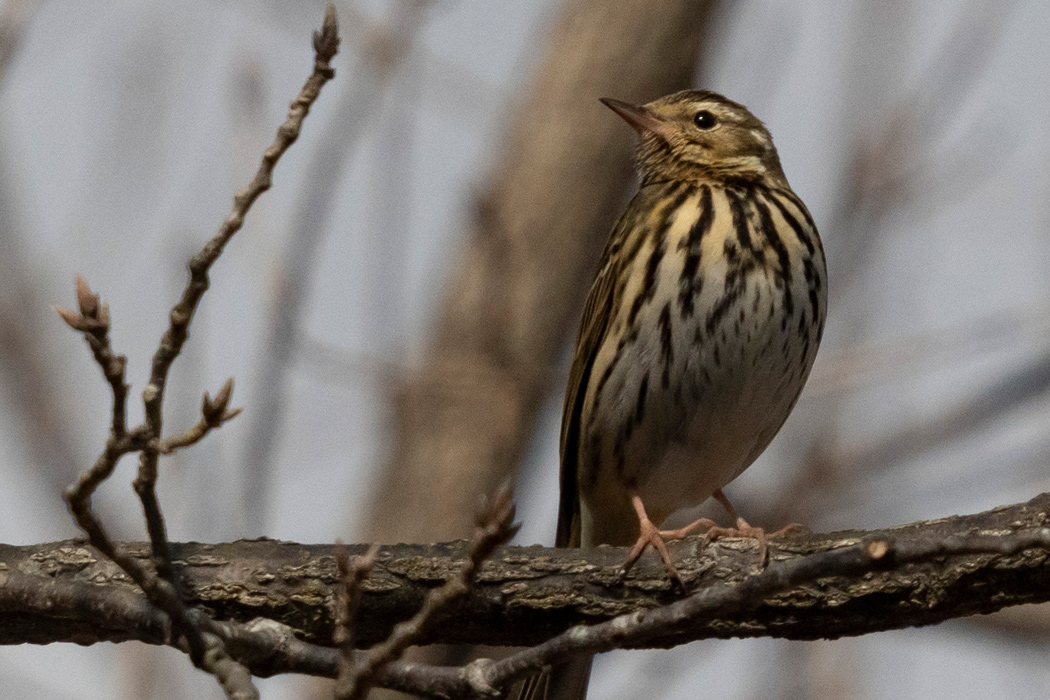 ビンズイの写真3｜白い腹には縦縞模様が走ります。