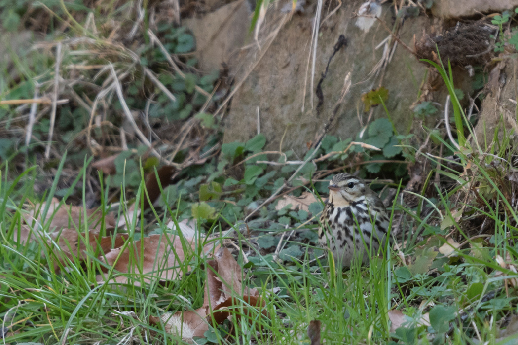 ビンズイの写真4｜日陰の地面で餌を探していました。