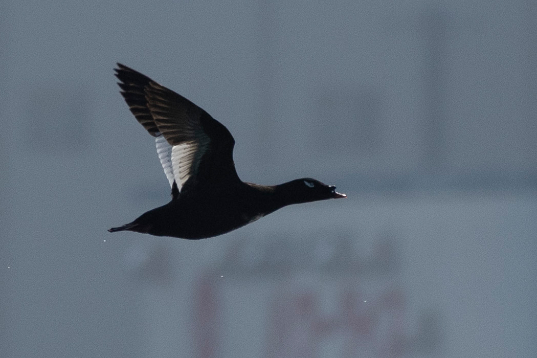 Picture of Velvet scoter1｜Its entire body is black.