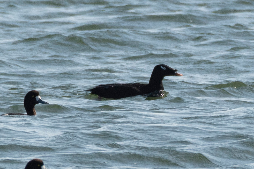 Picture of Velvet scoter2｜It was mixed in with a flock of Tufted Ducks.