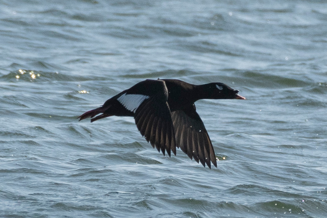 Picture of Velvet scoter3｜The crescent shapes around its eyes are distinctive.