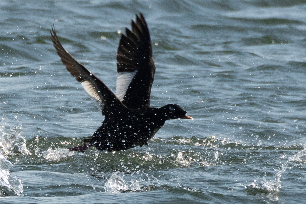Picture of Velvet scoter4｜It took off from the water's surface.