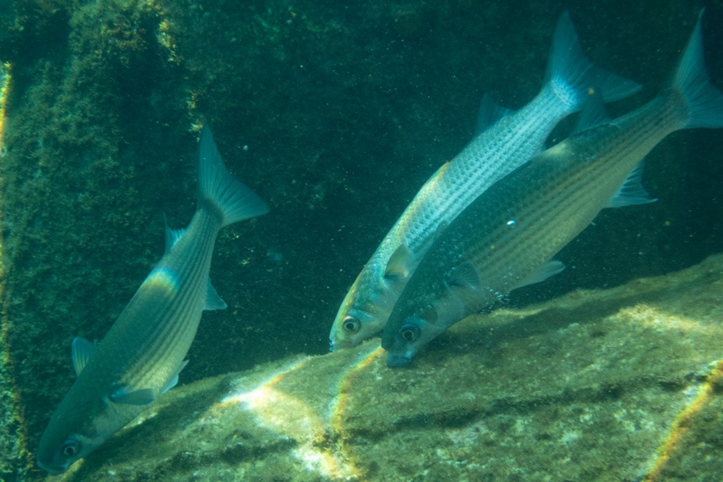 ボラの写真1｜小群でいました。