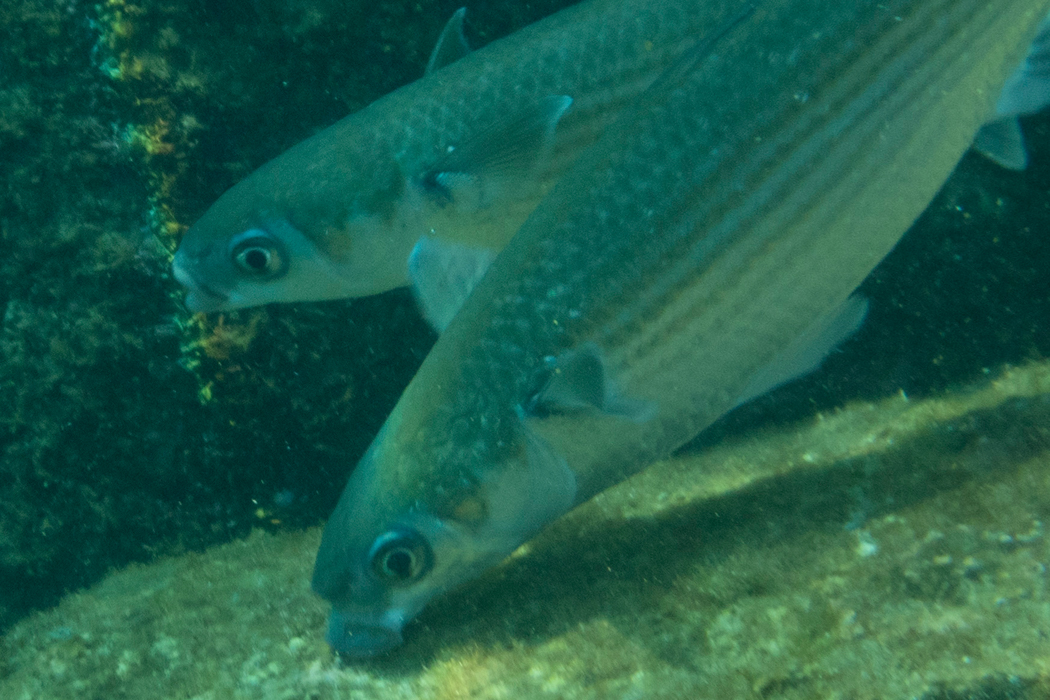 ボラの写真3｜採餌していました。