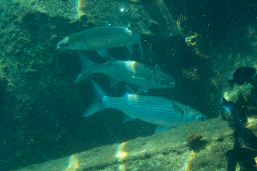 ボラの写真4｜浅瀬を泳いでいました。