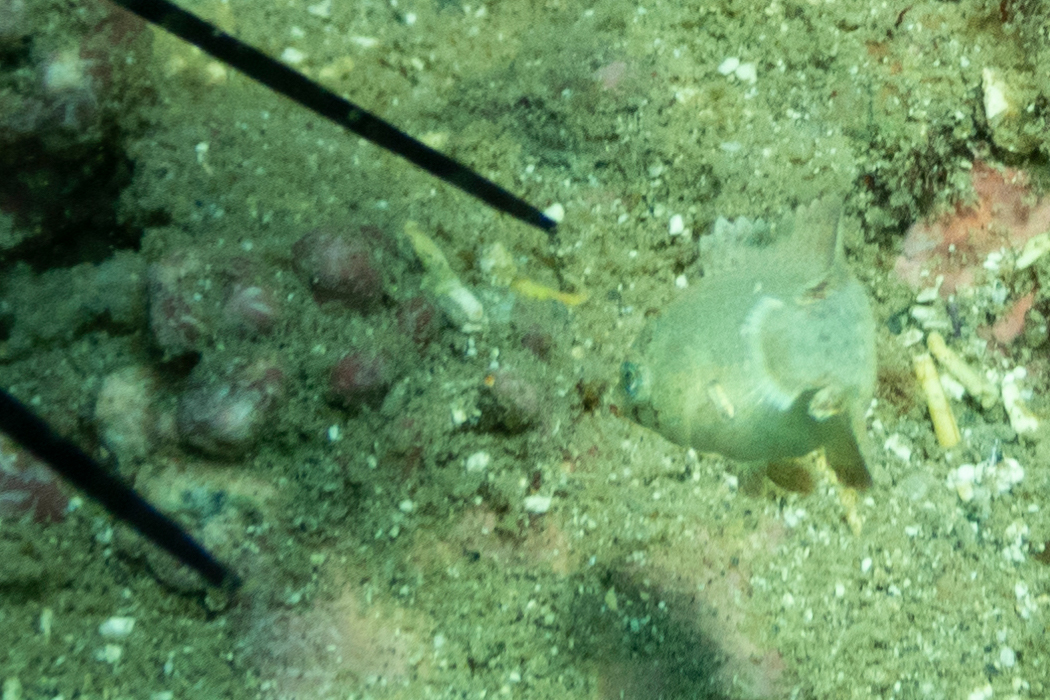 写真｜「ブチススキベラ」