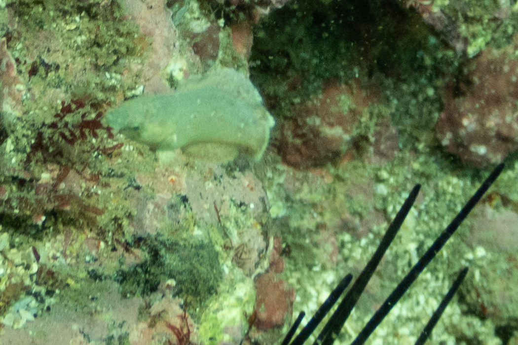 写真｜「ブチススキベラ」