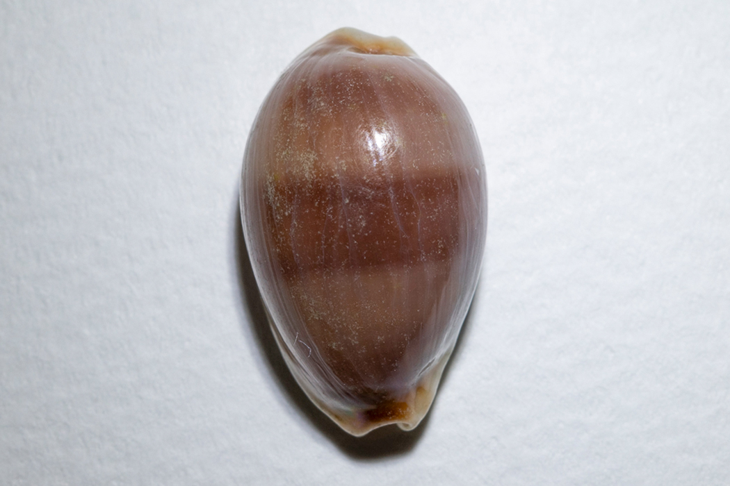 チャイロキヌタの写真1｜濃い褐色の帯が走ります。