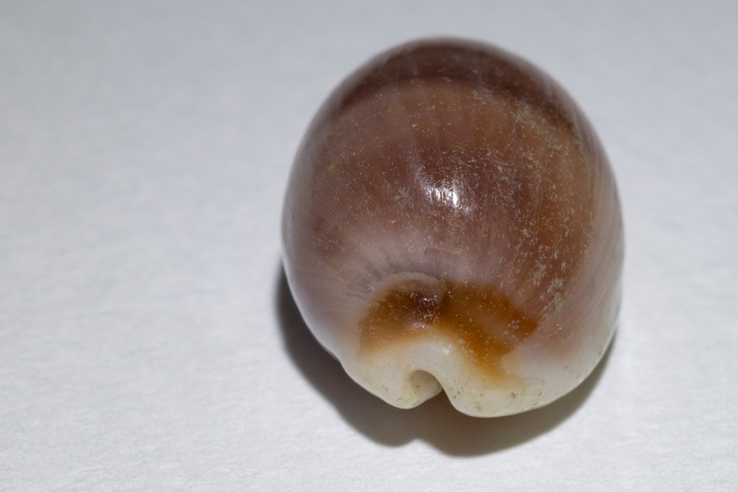 チャイロキヌタの写真4｜水管溝の付け根が茶色です。